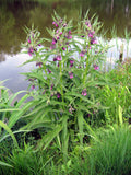 Äkta Vallört Planta 20-40 cm (Symphytum officinale)