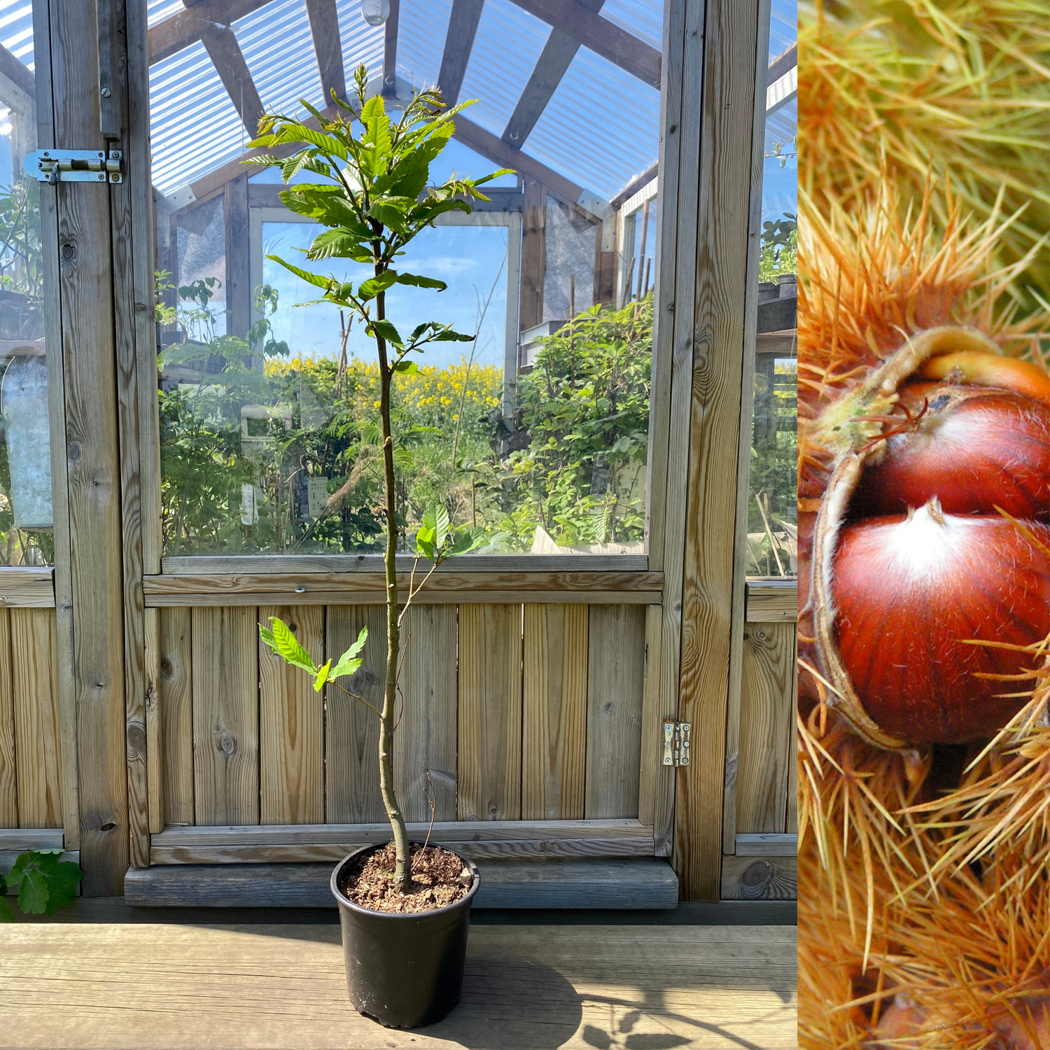 Äkta Kastanj Träd 50-170+ cm (Castanea sativa)