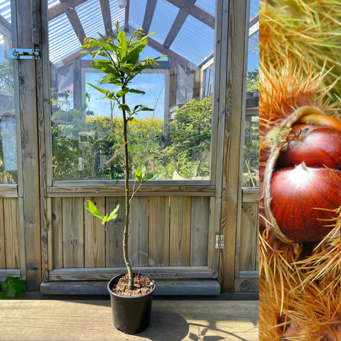 Sweet Chestnut Tree 100-125 cm (Castanea sativa)
