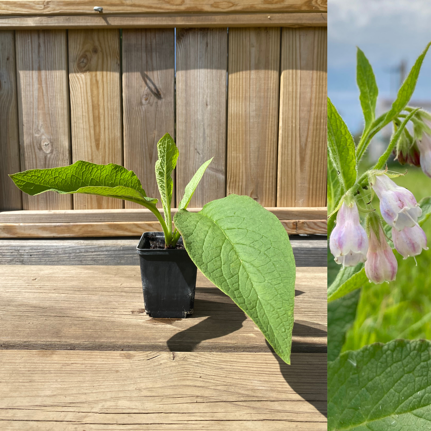 Comfrey 'Bocking 14' (Symphytum x uplandicum)