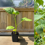 Thai Aubergine 30-40 cm (Solanum melongena)