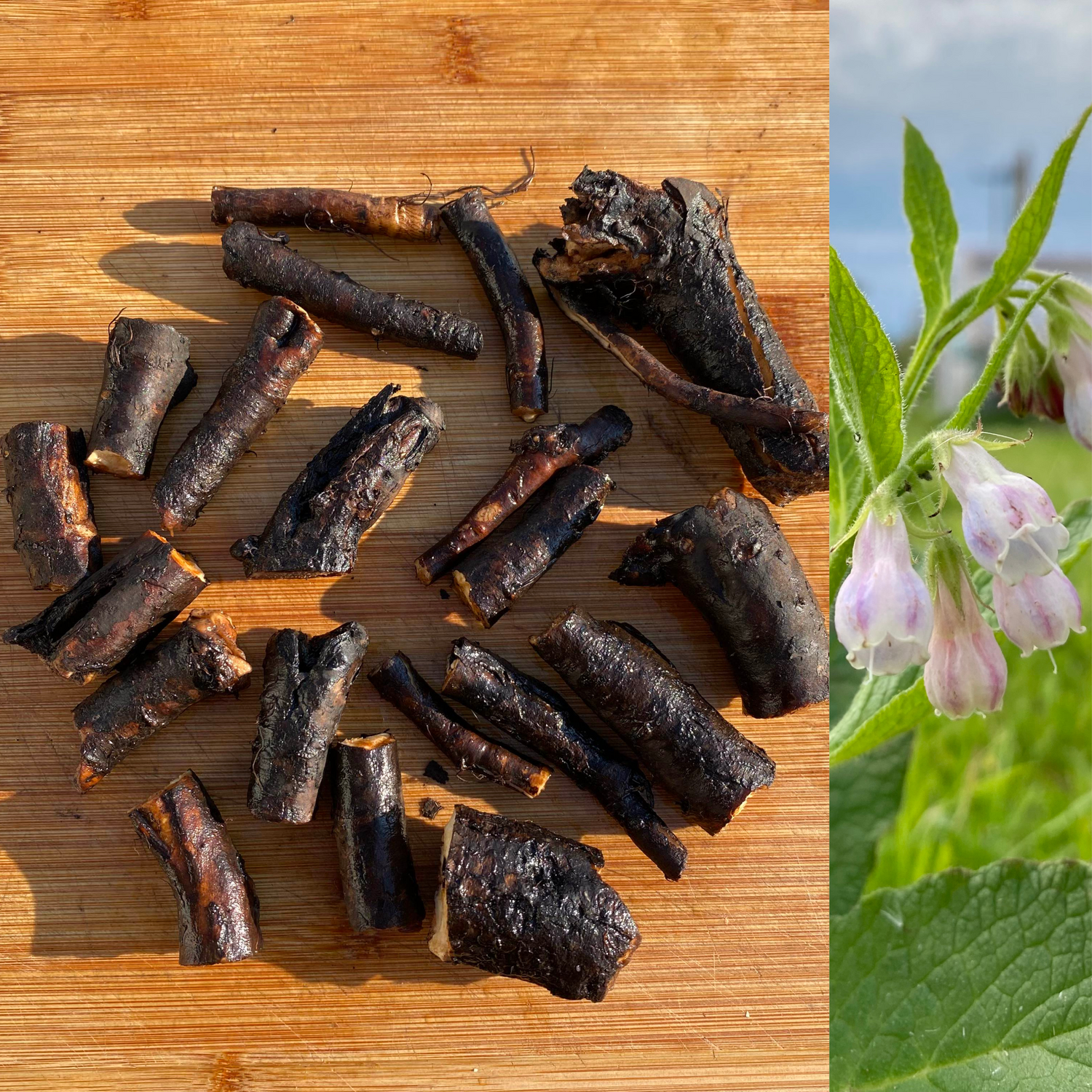 Comfrey 'Bocking 14' 3 rotstiklinger (Symphytum x uplandicum)