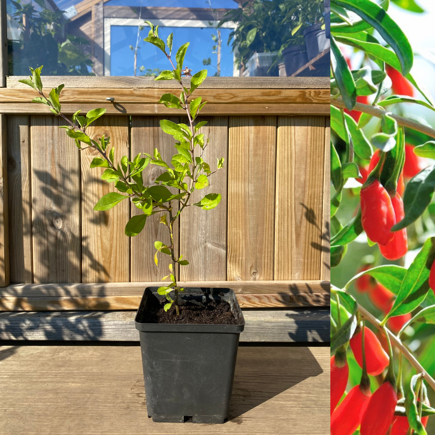 growing goji berry plants in pots Goji berry / Boxthorn 20-40 cm (Lycium barbarum) – Trädgårdsdags