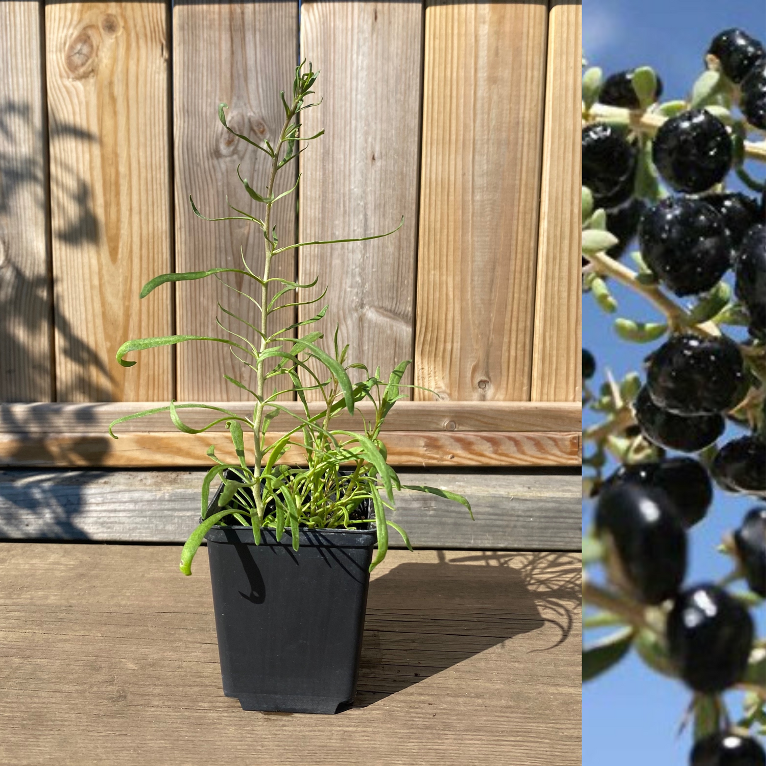 Svart Gojibär / Bocktörne Planta 10-20 cm (Lycium ruthenicum)