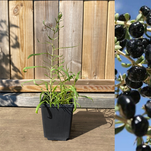 Black Goji Berry / Wolfberry Plant 15-30 cm (Lycium ruthenicum)