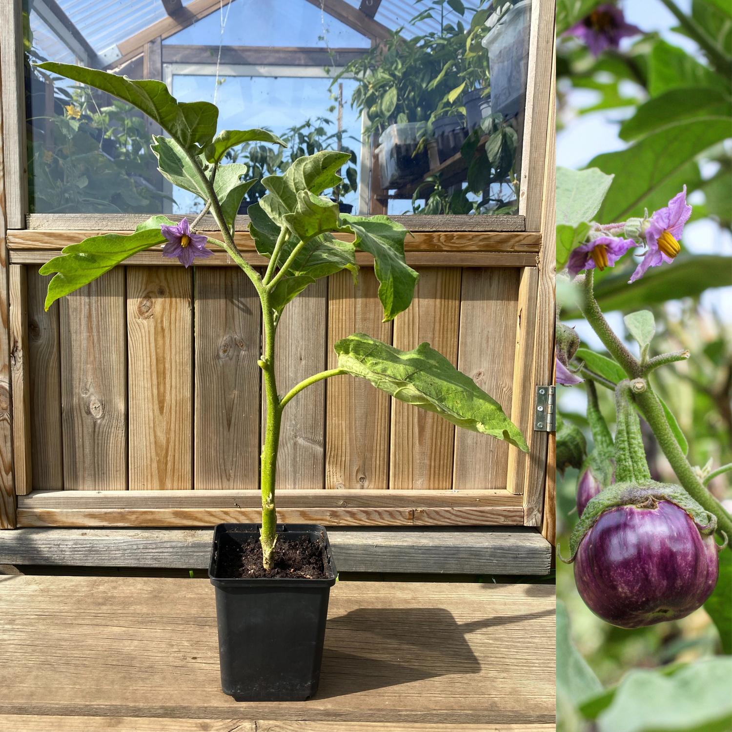 Lila Thailändsk Aubergine 40-60 cm (Solanum melongena)