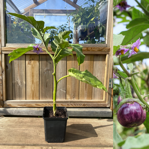 Lilla Thai Aubergine 40-60 cm (Solanum melongena)