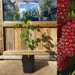 Tayberry / Boysenberry Plant 40-60 cm (Rubus fruticosus x ideaus)