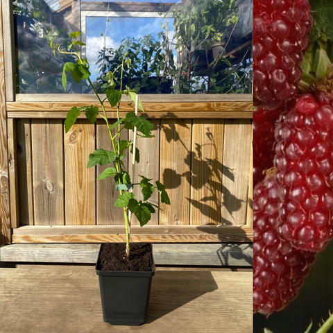 Taybær / Boysenbær Plant 40-60 cm (Rubus fruticosus x ideaus)