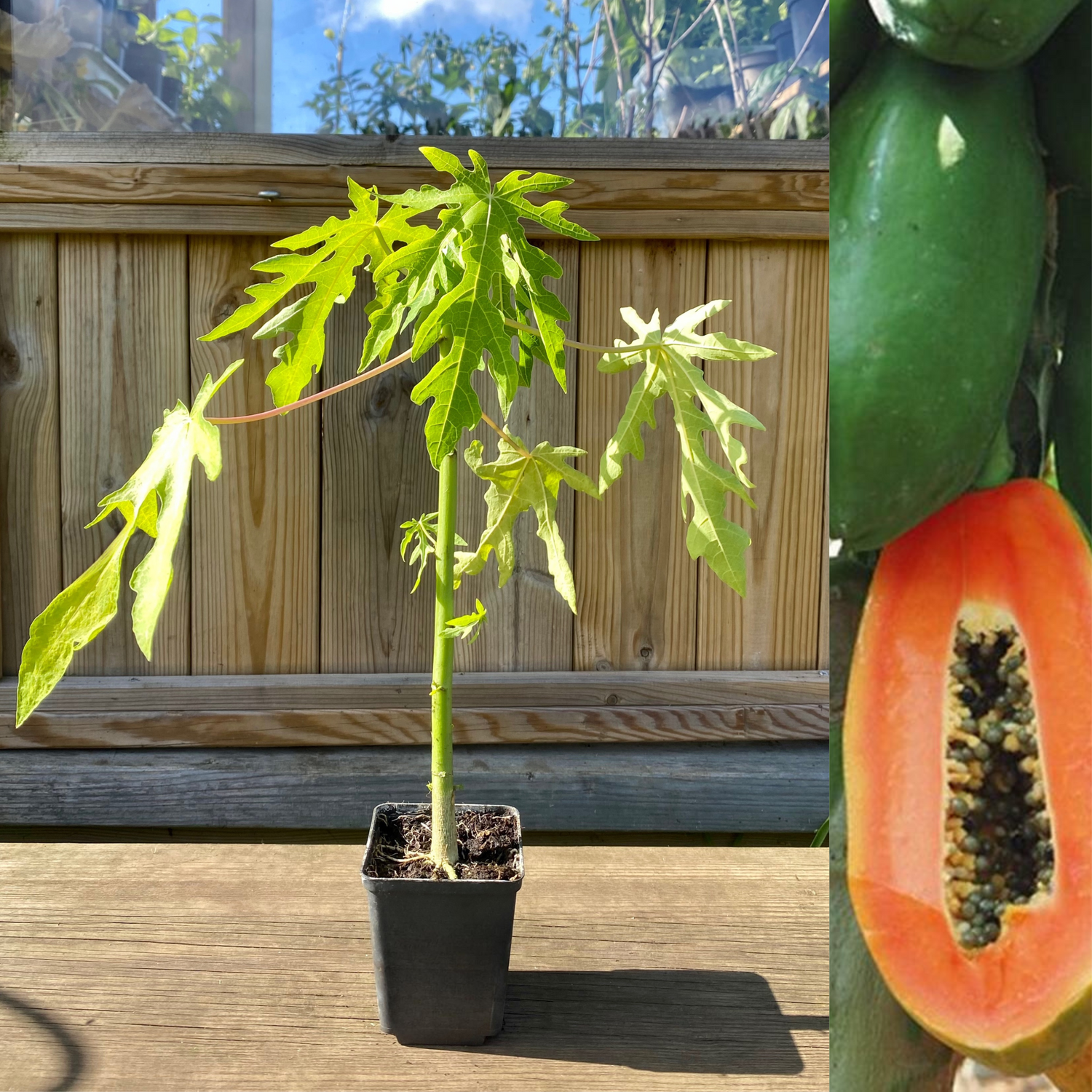 Papaya 'HOLLAND' Träd 30-50 cm (Carica papaya)