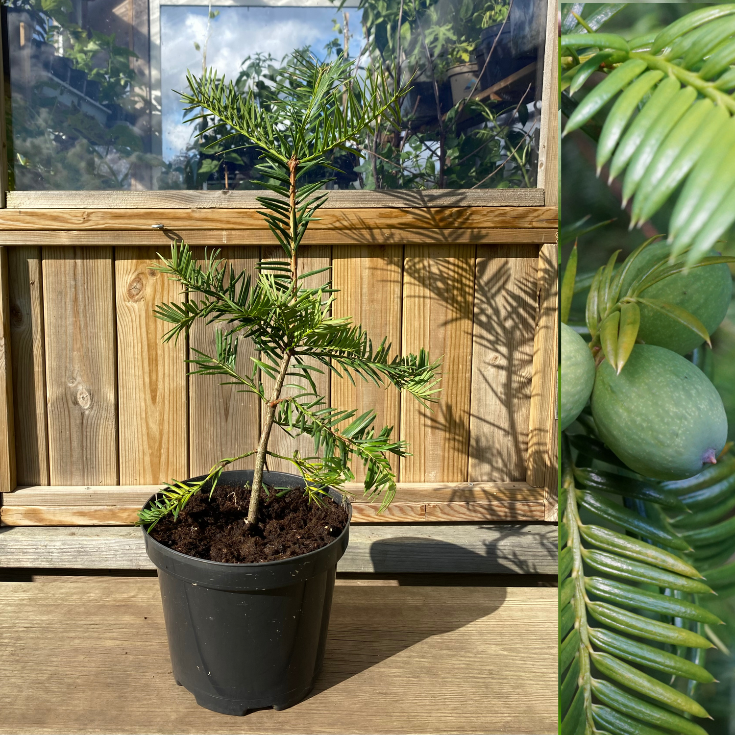 Torreyanöt / Japansk Torreya 40-60 cm (Torreya nucifera)