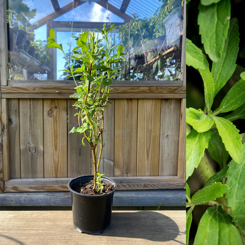 Stevia / Sukkerblad Plante 30-40 cm (Stevia rebaudiana)