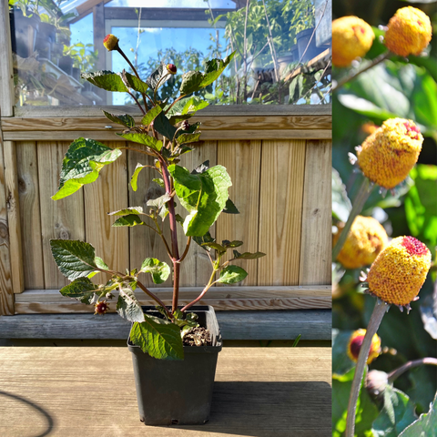 Paracrass / Tandpine plante 20-40 cm (Acmella oleracea)