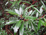 Tasmansk Bergspeppar Planta 20-40 cm (Tasmannia lanceolata)