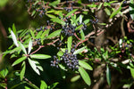 Tasmansk Bergspeppar Honplanta 20-40 cm (Tasmannia lanceolata)