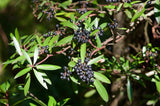 Tasmansk Bjergpeberplante 20-40cm (Tasmannia lanceolata)