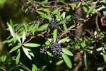 Tasmansk Bergspeppar Hanplanta 20-40 cm (Tasmannia lanceolata)