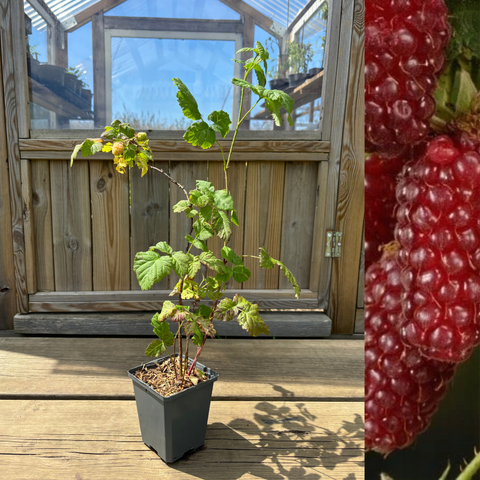 Tayberry / Boysenberry Plant 40-60 cm (Rubus fruticosus x ideaus)