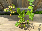 Taybär / Boysenbär Planta 40-60 cm (Rubus fruticosus x ideaus)