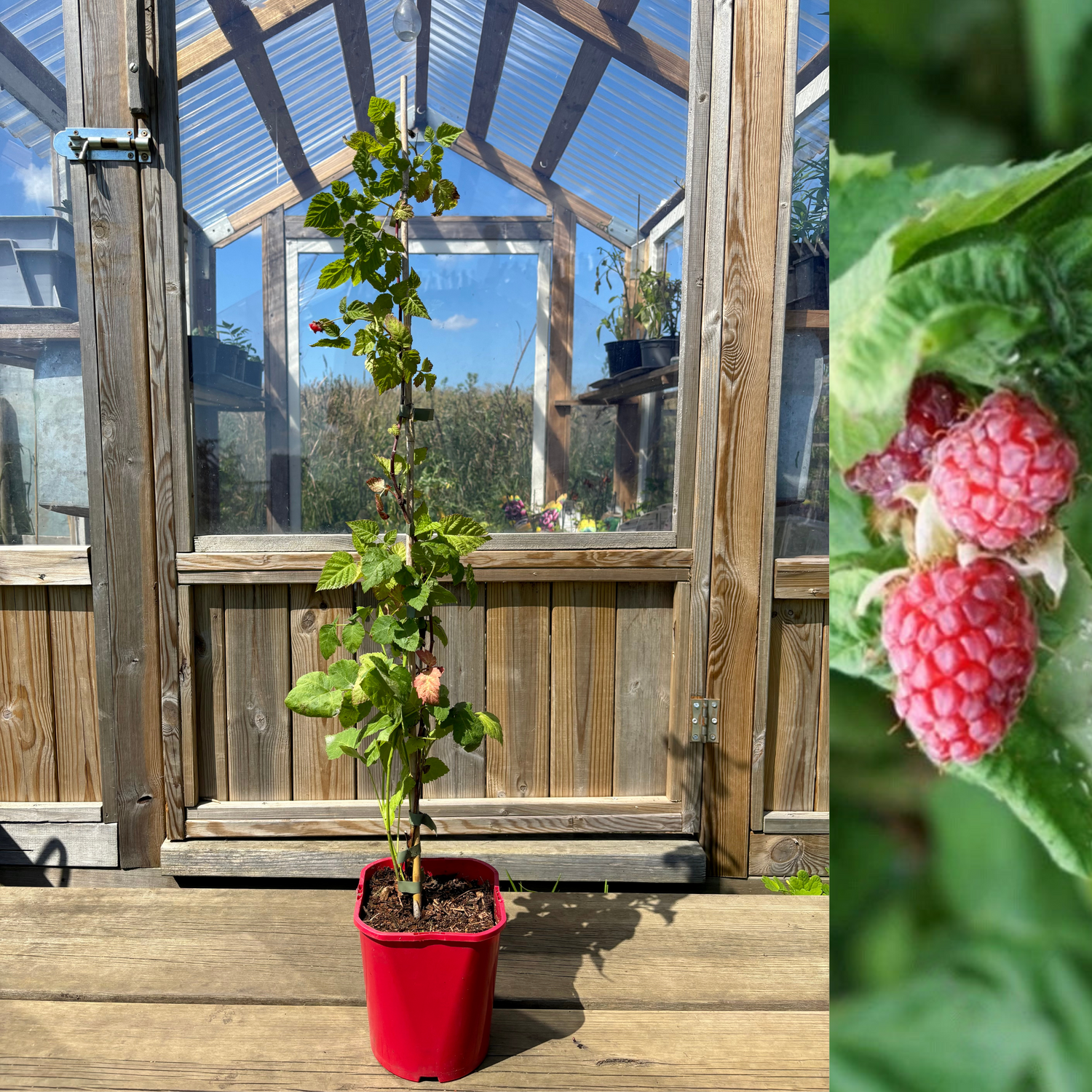 Taybär 'Buckingham Tayberry' Taggfri 40-60 cm (Rubus fruticosus x ideaus)