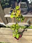 Taybär 'Buckingham Tayberry' Taggfri 40-60 cm (Rubus fruticosus x ideaus)