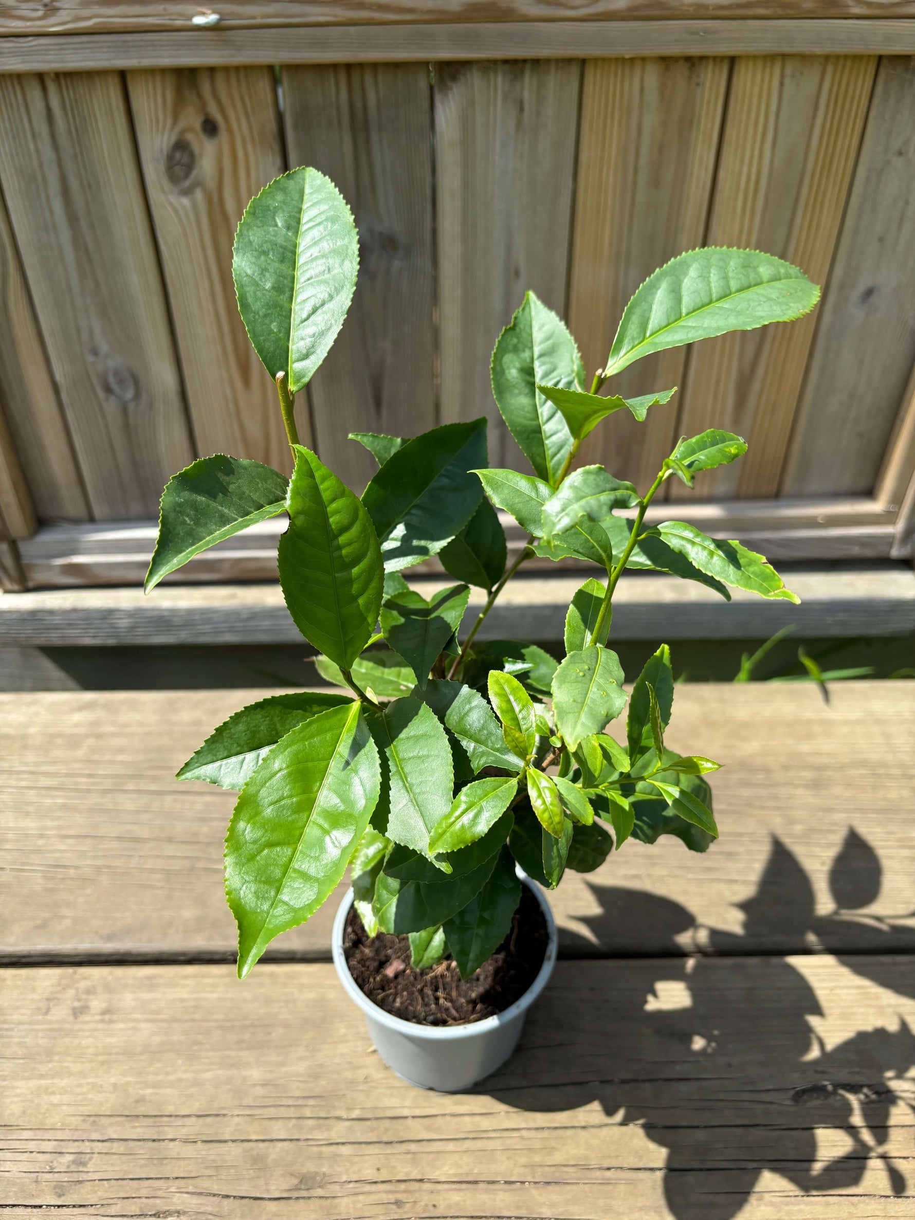 potted tea plant Tebuske / Tea Shrub 'Tea By Me': Hardy variety (Camellia sinensis) 2 & 3 years 30-50 cm Plant – Trädgårdsdags