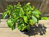 Tebusk (Camellia sinensis)