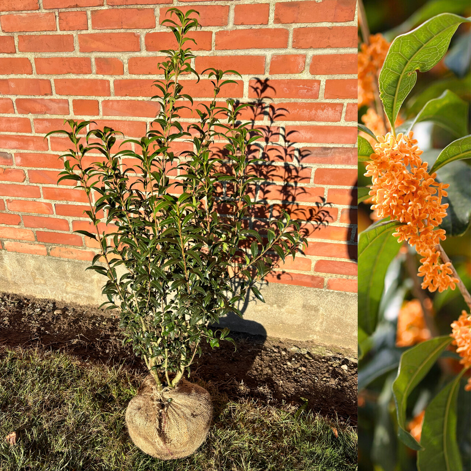 Tea scent bush (Osmanthus fragrans) 15-30 cm