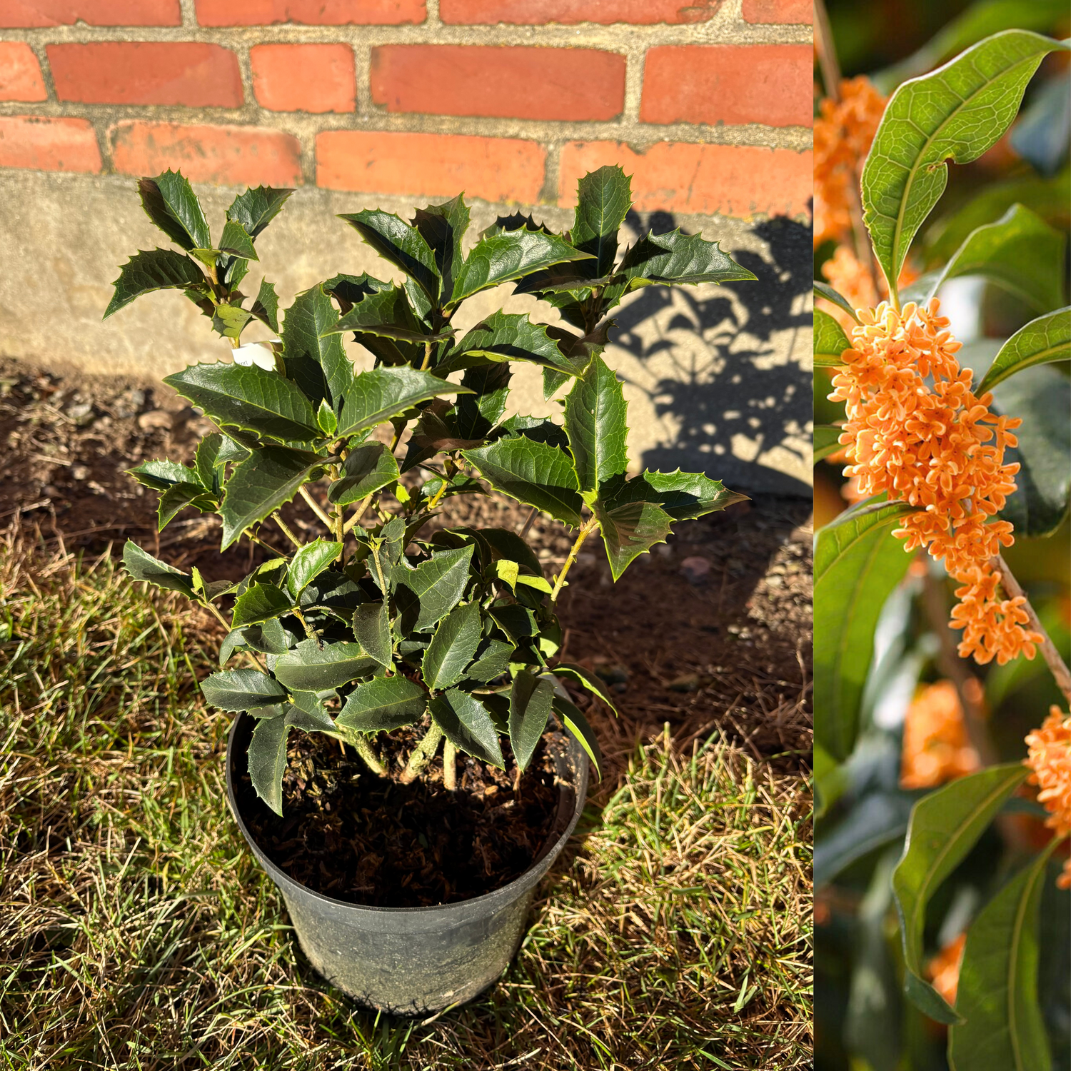 Tea scent bush (Osmanthus fragrans) 15-30 cm