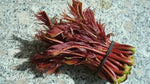 Kinesisk Toona Tre 15-30 cm (Toona sinensis)