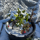 Tea Plant (Camellia sinensis)