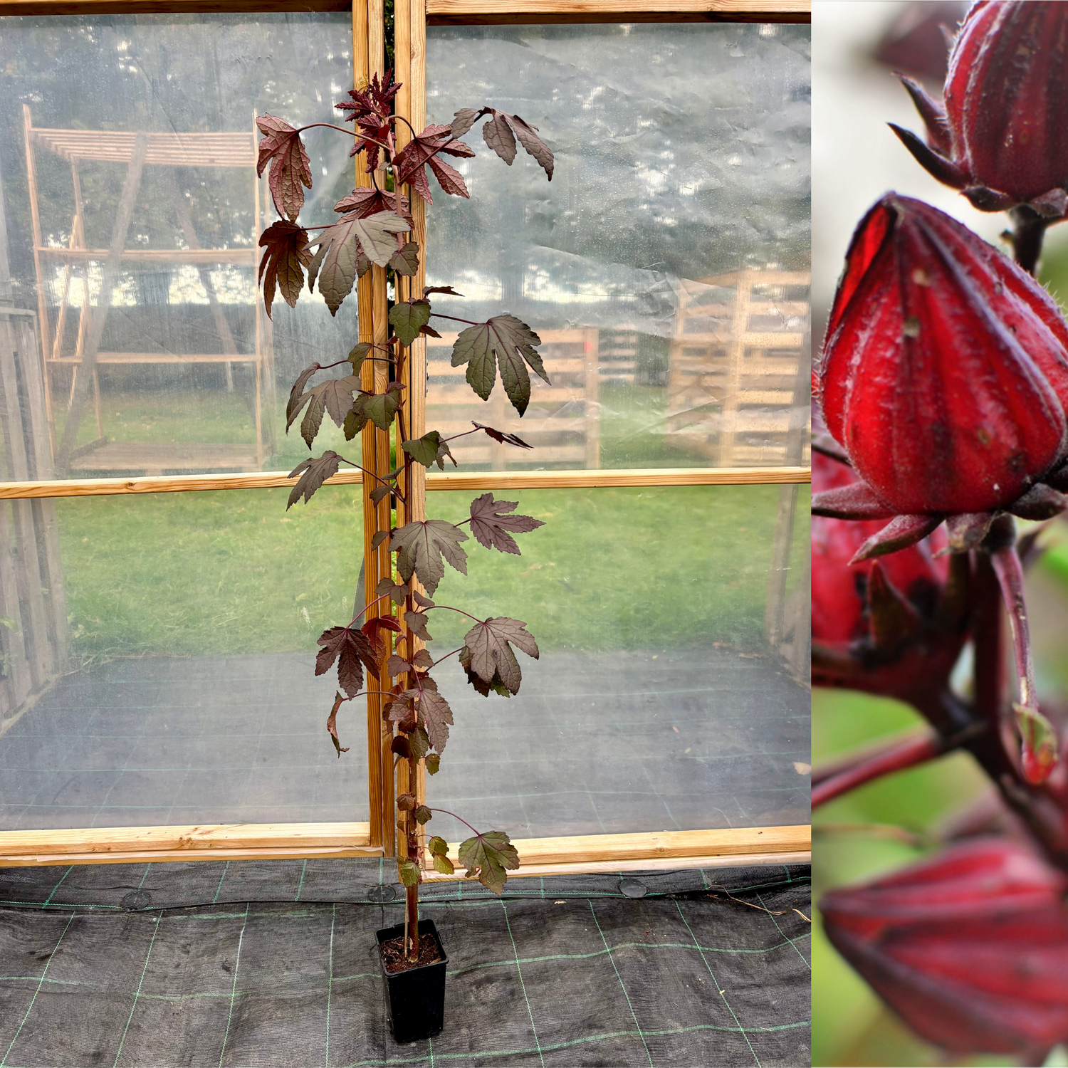 Tranbärsroselle / Blodhibiskus i olika storlekar 60-130 cm (Hibiscus acetosella)
