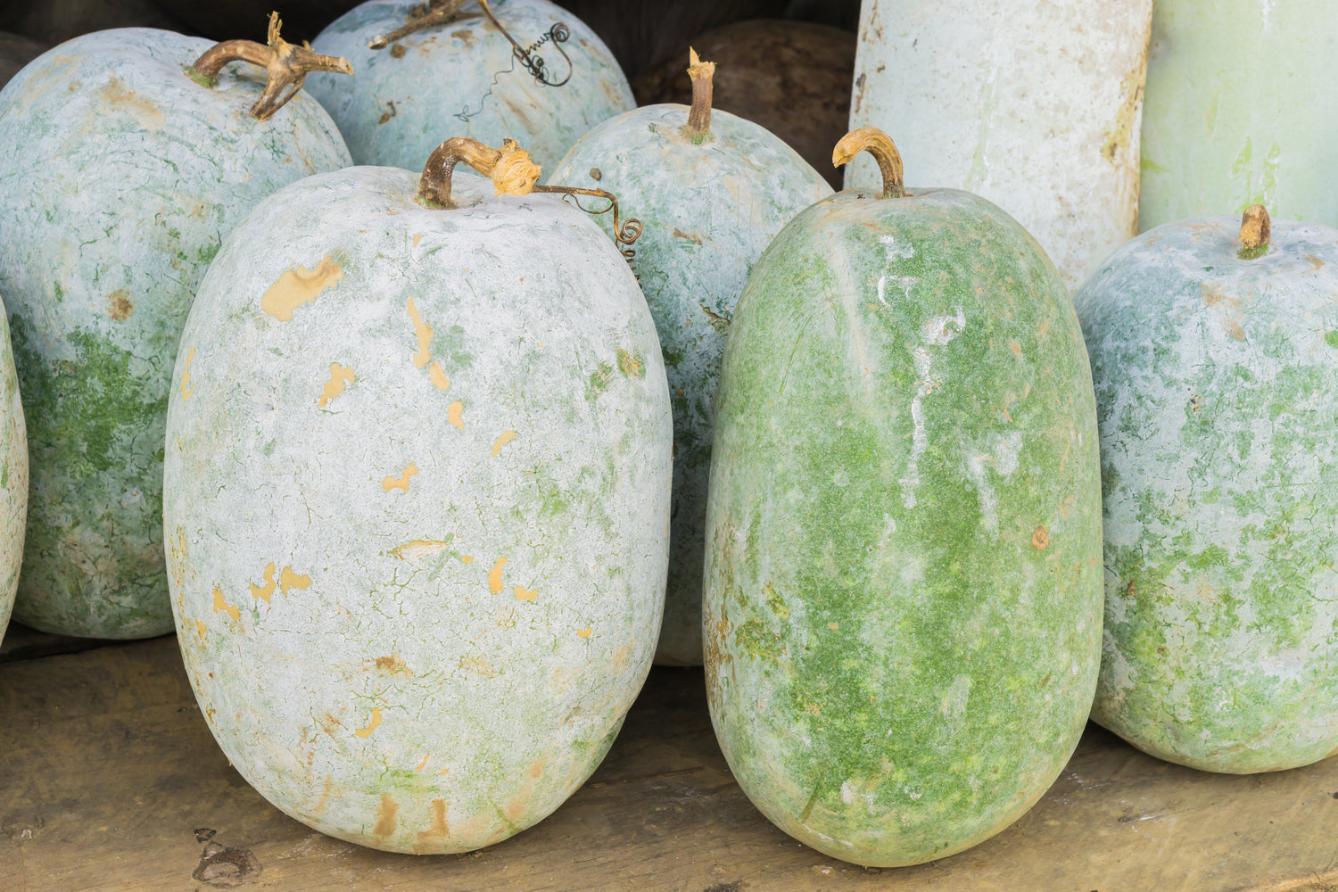 Wax gourd (Benincasa hispida)