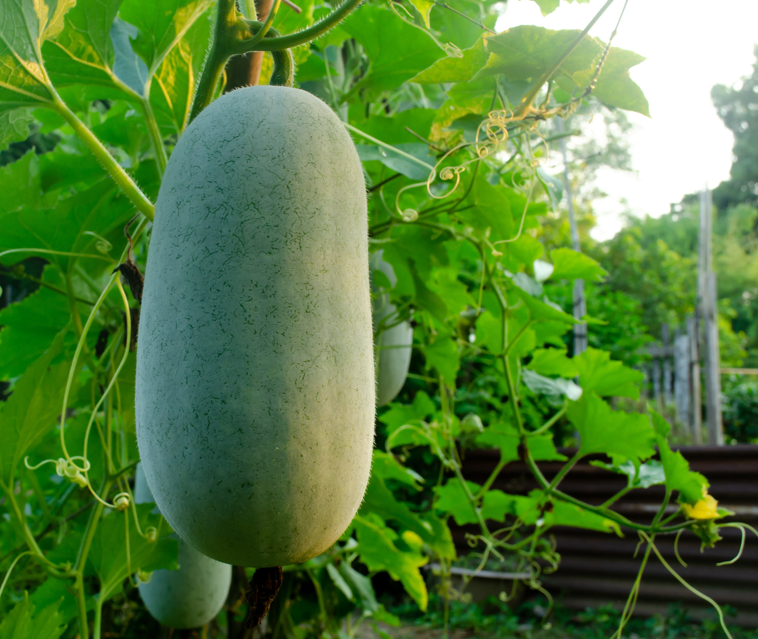 Wax gourd (Benincasa hispida)