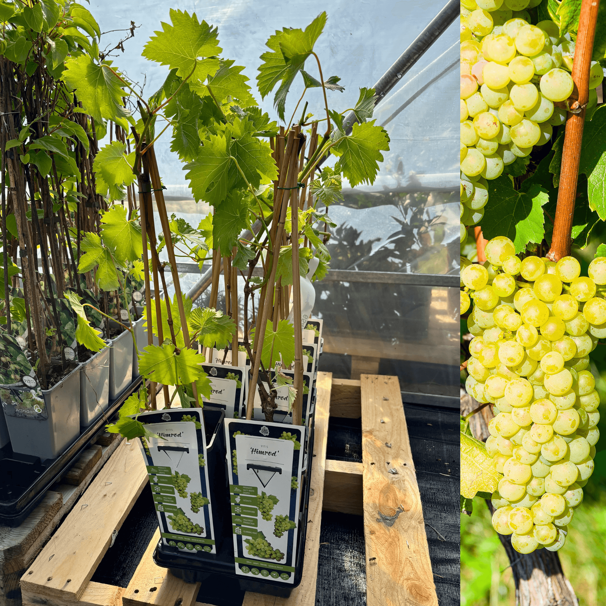 Vindruva 'Himrod': Självfertil & Kärnfri Sort 40-50 cm (Vitis labrusca ...