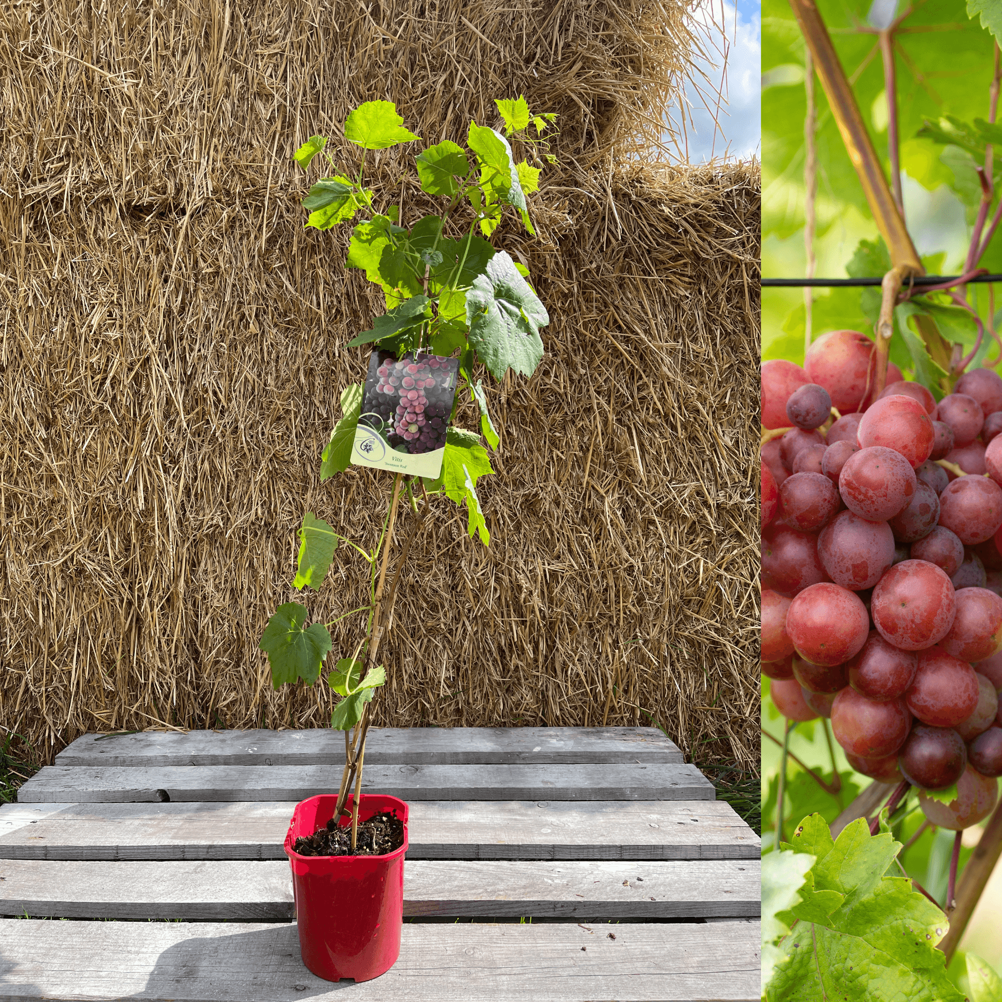 Vindruva 'Swenson Red' 60-80 cm (Vitis vinifera) – Trädgårdsdags