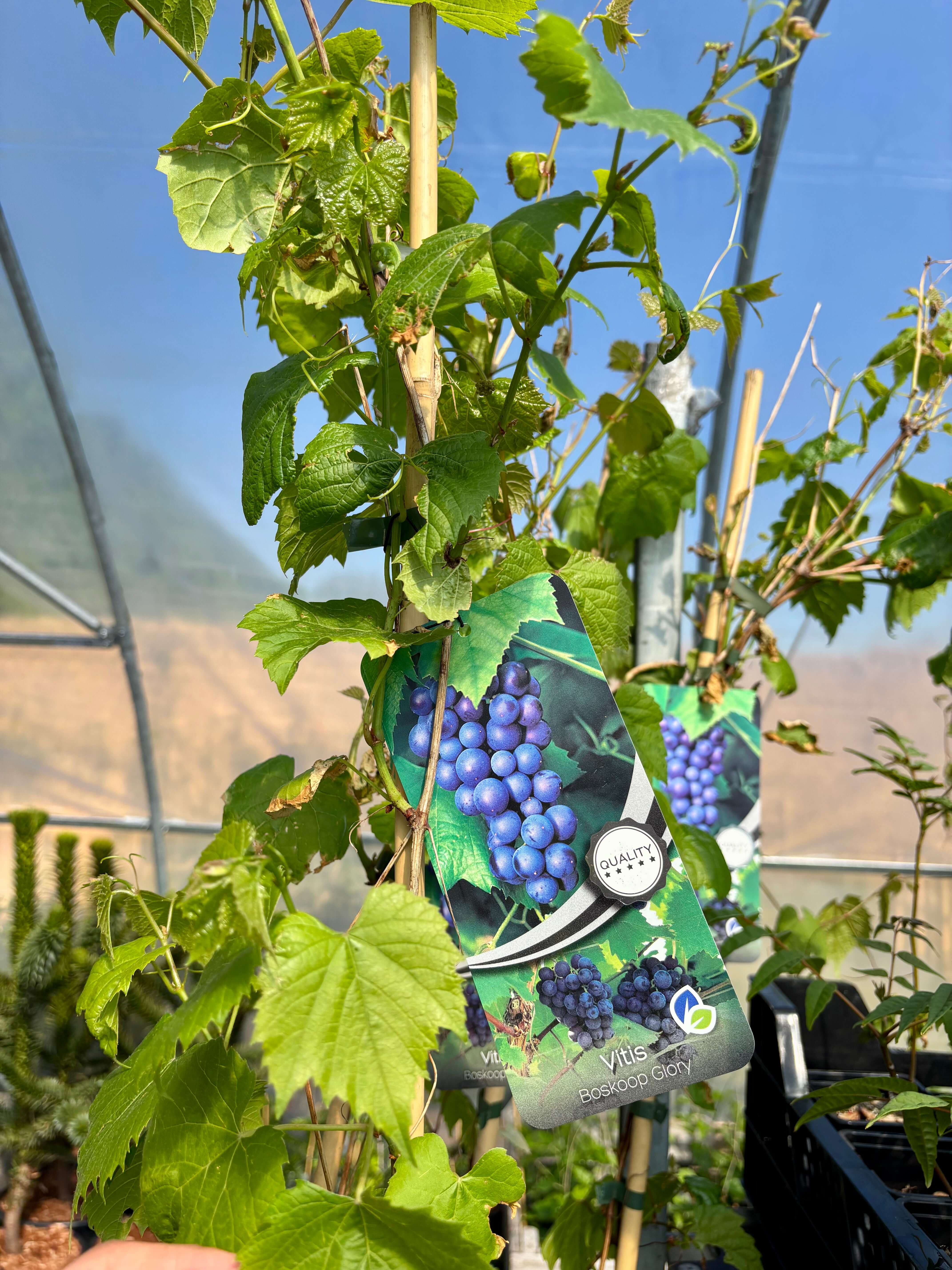 Vindruva 'Boskoop Glory': Självfertil Sort 150-175 cm (Vitis vinifera ...