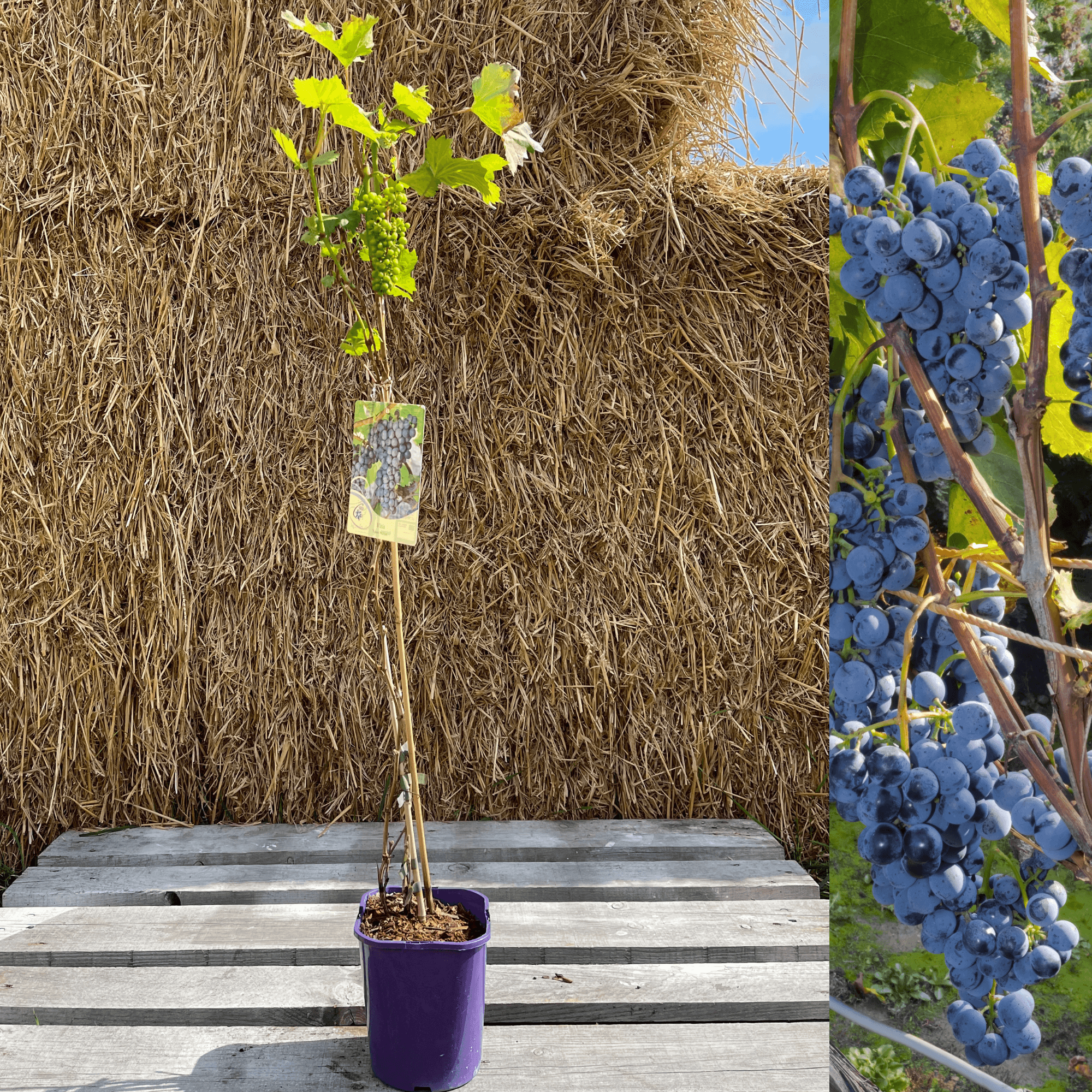 Vindruva 'Leon Millot' 60-80 cm (Vitis vinifera x riparia) – Trädgårdsdags