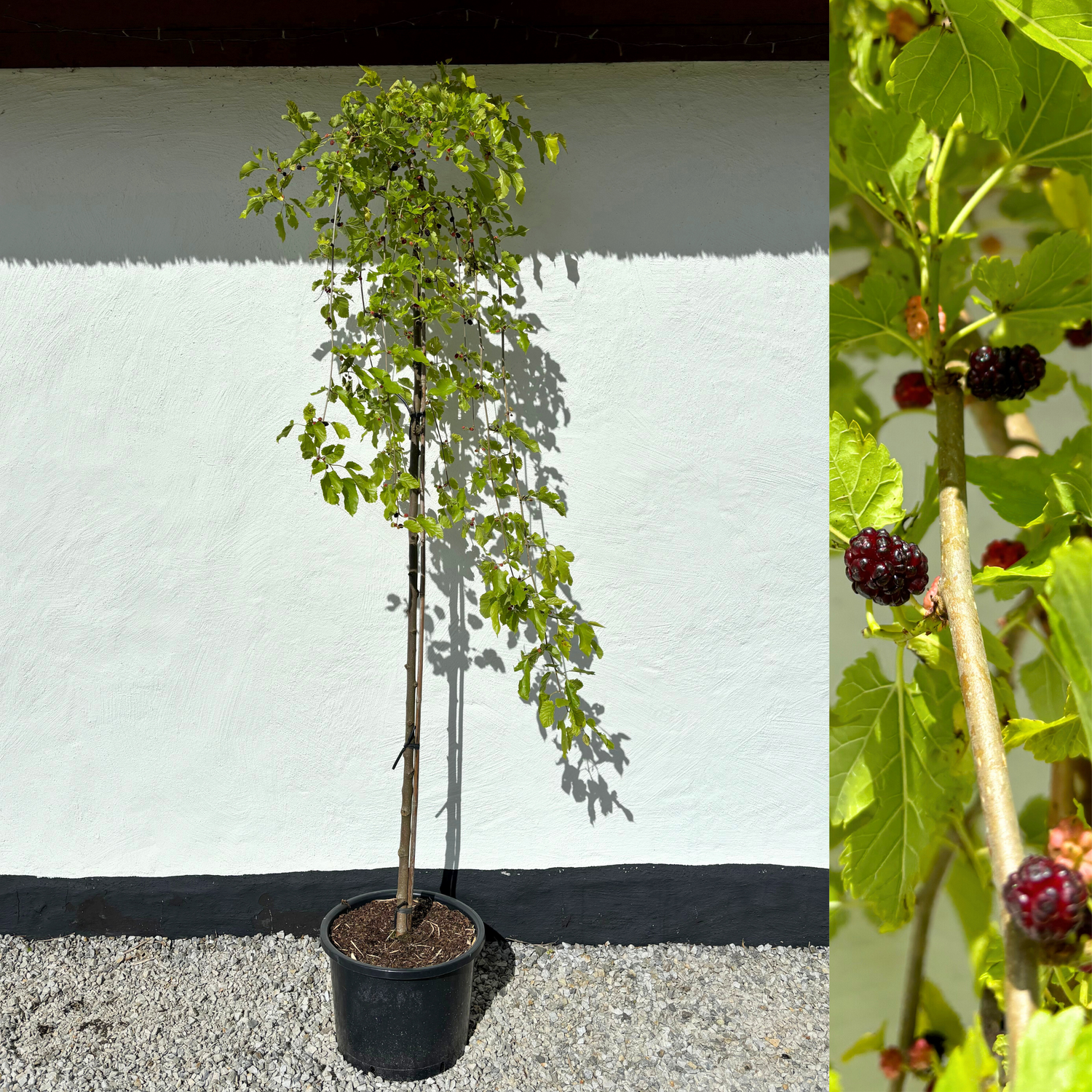 White Mulberry Tree 60-90 cm (Morus alba)