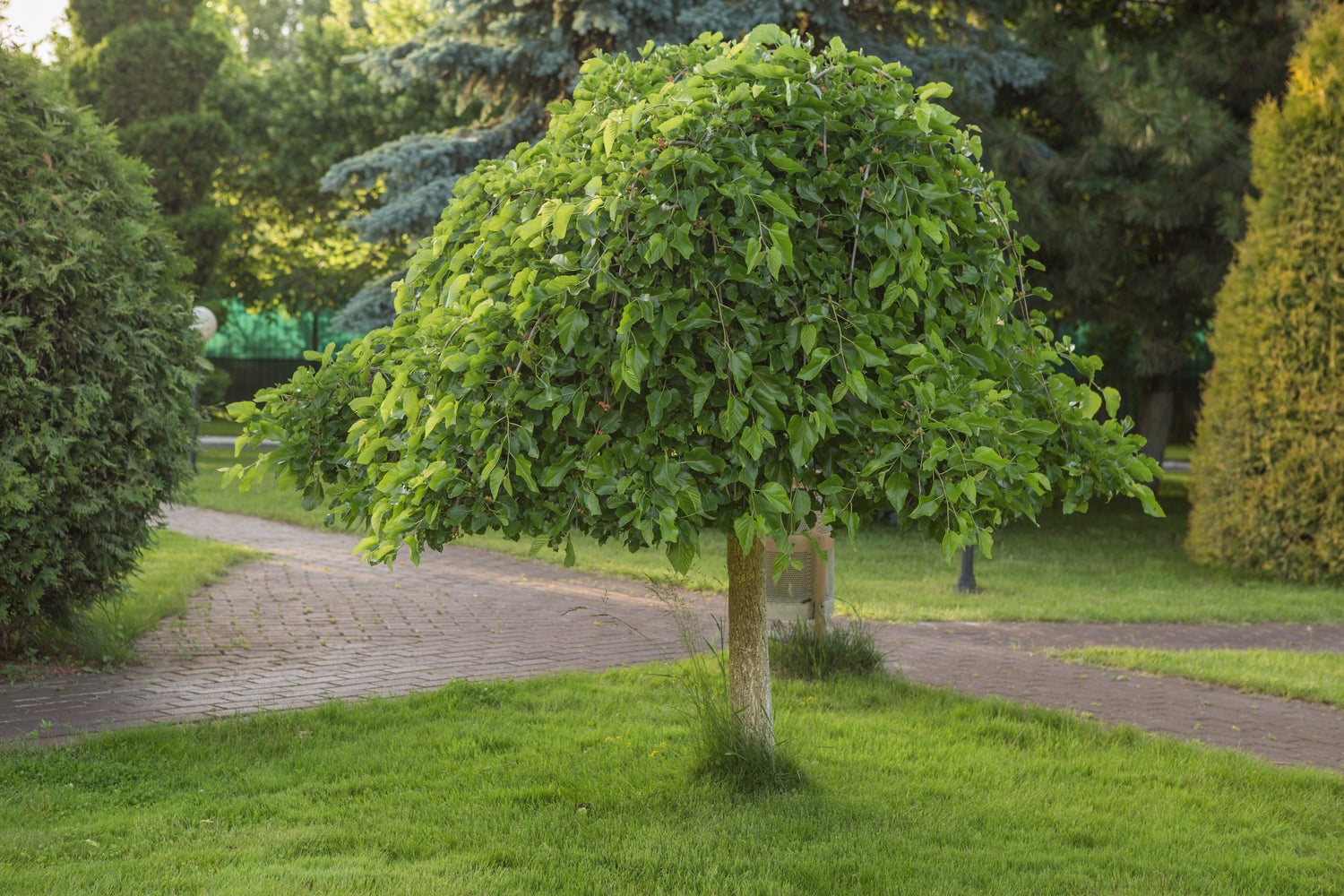 White Mulberry Tree 60-90 cm (Morus alba)