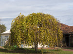 Vitt Mullbärsträd 'Pendula' 180-200 cm (Morus alba)