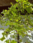 Vitt Mullbärsträd 'Pendula' 180-200 cm (Morus alba)