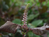 Rød Shiso / Bladmynta (Perilla frutescens var. crispa)