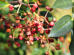 Sichuanpeppar / Kinesiskt Pepparträd 40-50 cm (Zanthoxylum simulans)