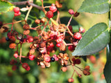 Sichuanpeppar / Kinesiskt Pepparträd 30-50 cm (Zanthoxylum simulans)