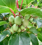Minikiwi 'Issai' Plante 50-60 cm (Actinidia arguta x polygama)
