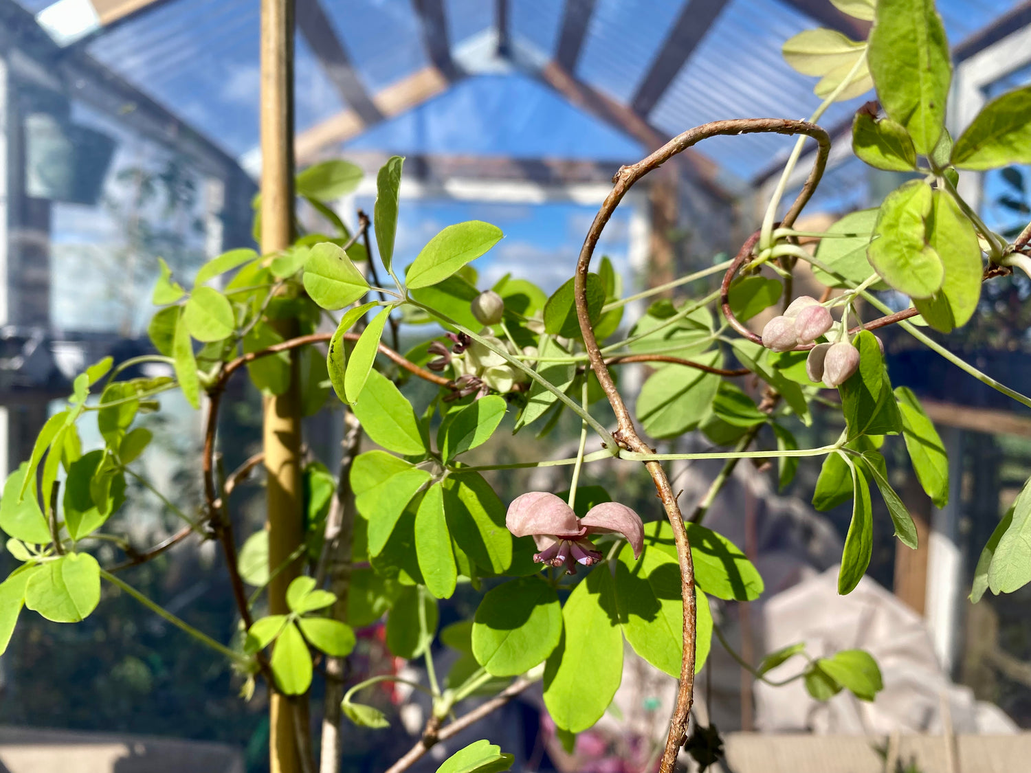 Fembladig Akebia 80-100 cm (Akebia quinata)