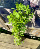 Fembladet Akebia Plante 30-50 cm (Akebia quinata)