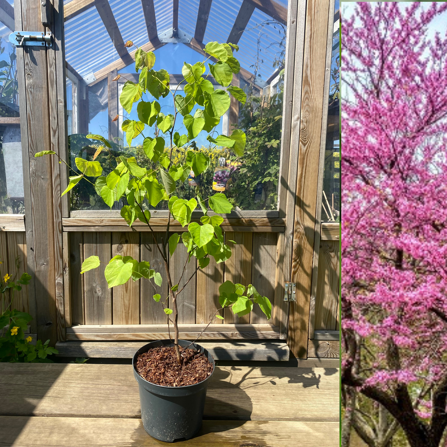 Amerikanskt Judasträd 50-60 cm (Cercis canadensis)