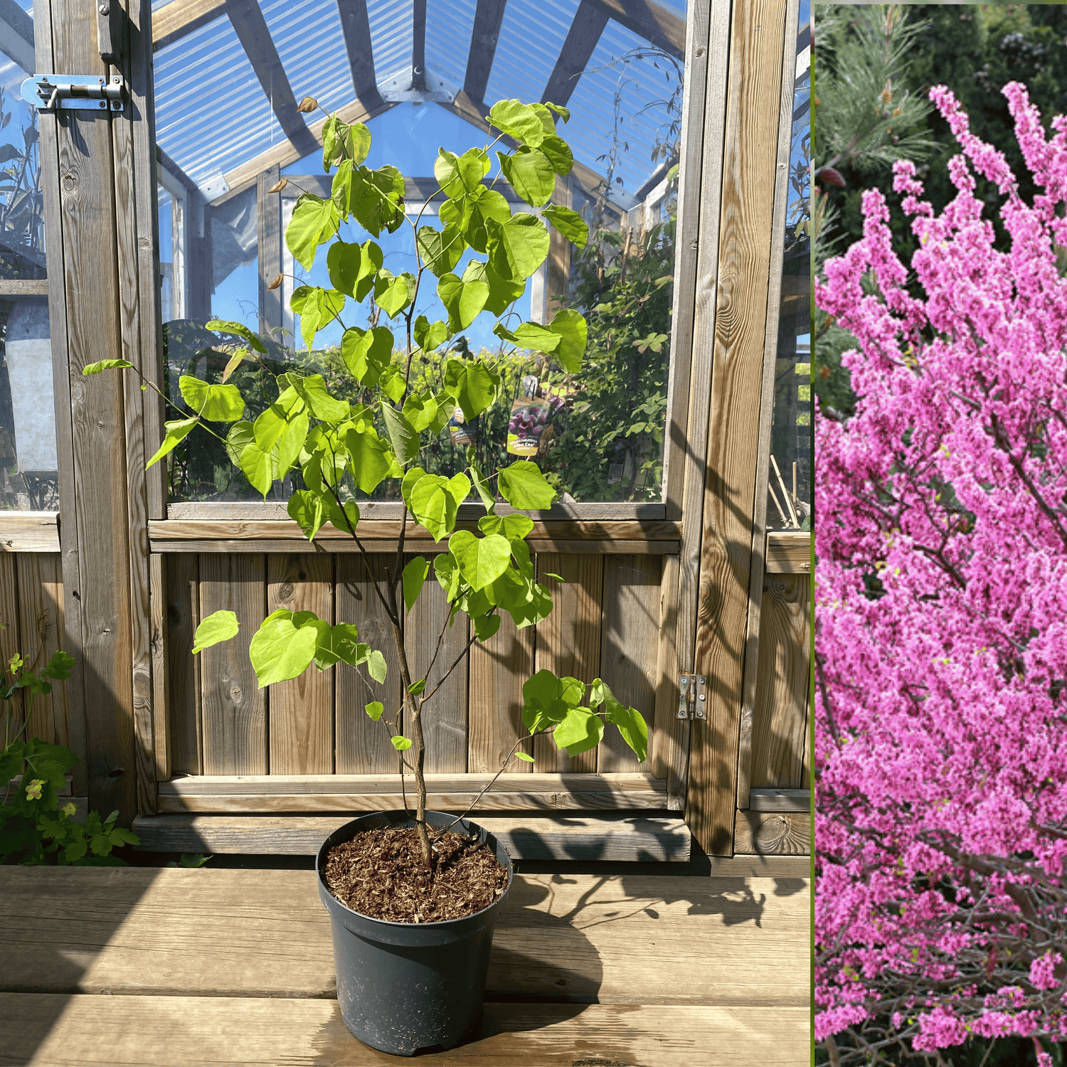 Amerikanskt Judasträd 100-125 cm (Cercis canadensis)